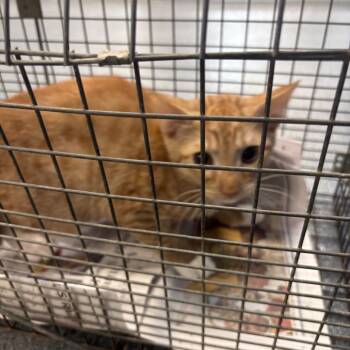 Montana -  Domestic Short Hair Cat for Adoption in Montgomery, Alabama - Montana | PetCurious