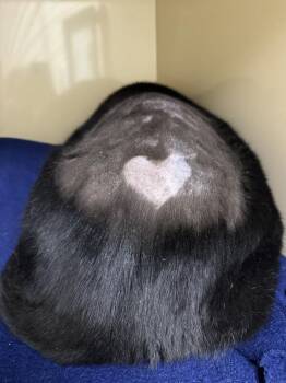 Domestic Short Hair Cats Available for Adoption in Arlington, Washington - Sherman | PetCurious