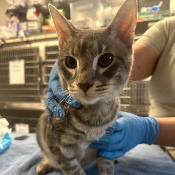 Freddie -  Domestic Short Hair Cat for Adoption in Oak Brook, Illinois - Freddie | PetCurious