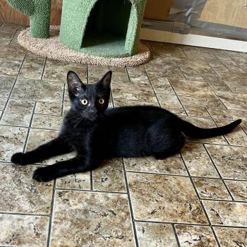 Rescue Domestic Short Hair Cats for Adoption in Aberdeen, Washington - Peter | PetCurious