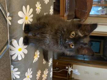 Domestic Medium Hair Cats Available for Adoption in Battle Creek, Michigan - Estella | PetCurious