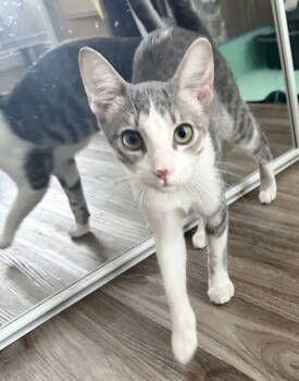 Rescue Domestic Short Hair Cats for Adoption in Encinitas, California - Frankie | PetCurious