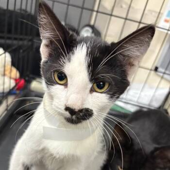 Rhaenyra -  Domestic Short Hair Cat for Adoption in Pasadena, California - Rhaenyra | PetCurious