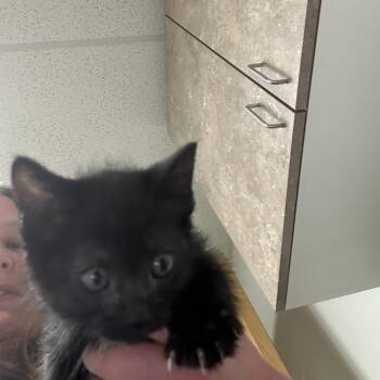 Pop -  Domestic Short Hair Cat Available for Adoption in Ottawa, Kansas - Pop | PetCurious