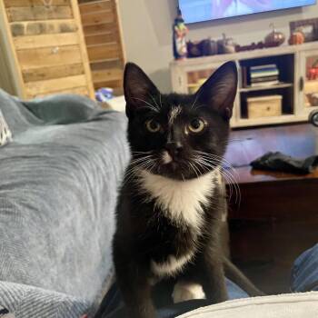 Rescue Domestic Short Hair Cats for Adoption in Houston, Texas - Jelly | PetCurious