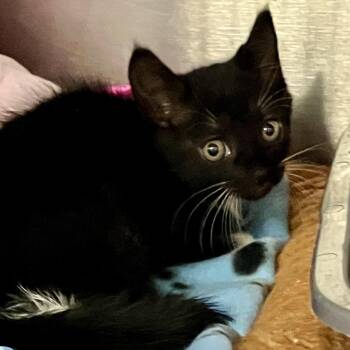 Lyra -  Domestic Short Hair Cat for Adoption in Port Charlotte, Florida - Lyra | PetCurious