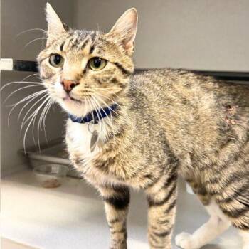MUDSLIDE -  Domestic Short Hair Cat for Adoption in Aurora, Colorado - MUDSLIDE | PetCurious