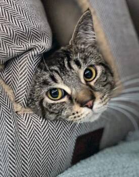 Jenkins -  Domestic Short Hair Cat for Adoption in Fishers, Indiana - Jenkins | PetCurious