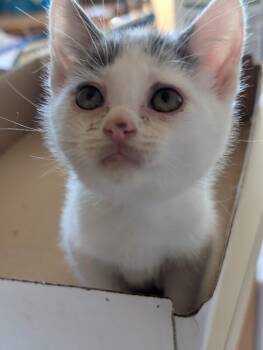 Cass -  Domestic Short Hair Cat for Adoption in Adrian, Michigan - Cass | PetCurious