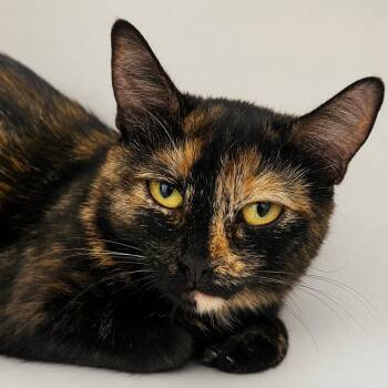 Sugar -  Domestic Short Hair Cat for Adoption in Pontiac, Michigan - Sugar | PetCurious