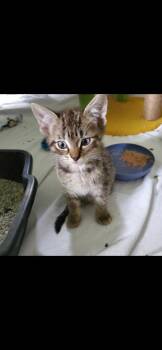 Domestic Short Hair Cats Available for Adoption in Grand Rapids, Michigan - Owly | PetCurious