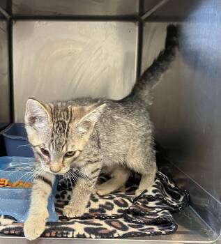 Astro - Brown & Gray Kitten - #17 -  Domestic Short Hair Cat for Adoption in Mitchell, South Dakota - Astro - Brown & Gray Kitten - #17 | PetCurious
