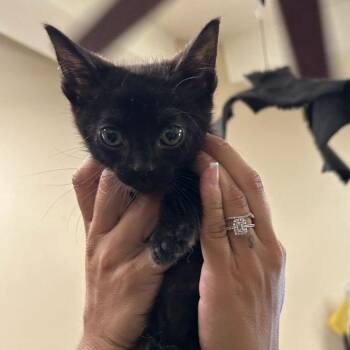 Bacon Wrap -  Domestic Short Hair Cat for Adoption in Austin, Texas - Bacon Wrap | PetCurious
