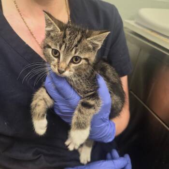 Fly Leaf -  Domestic Short Hair Cat for Adoption in Chattanooga, Tennessee - Fly Leaf | PetCurious