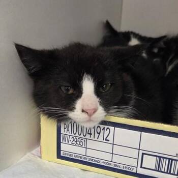 Domestic Short Hair Cats Available for Adoption in Voorhees Township, New Jersey - Miley | PetCurious