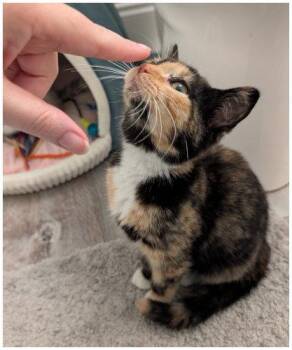 Jolene -  Calico Cat for Adoption in Oak Ridge, Tennessee - Jolene | PetCurious