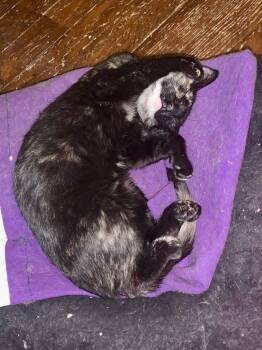 Rescue Domestic Short Hair Cats for Adoption in Greenville, South Carolina - Demona SB | PetCurious