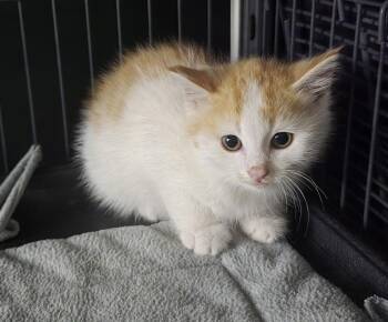 Pennyworth (Kelilah) -  Domestic Short Hair Cat for Adoption in Trenton, New Jersey - Pennyworth (Kelilah) | PetCurious