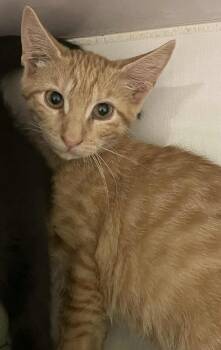 Rescue Domestic Short Hair Cats for Adoption in Lampasas, Texas - Annabelle | PetCurious