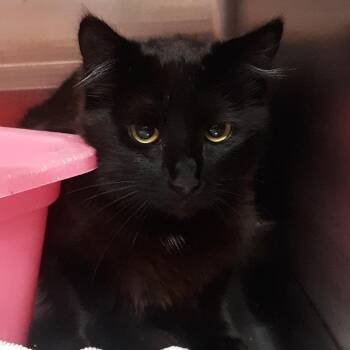 Domestic Short Hair Cats Available for Adoption in Spokane, Washington - Runesmith | PetCurious