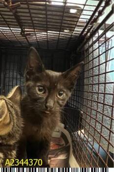 RAGATHA -  Domestic Short Hair Cat for Adoption in West Palm Beach, Florida - RAGATHA | PetCurious