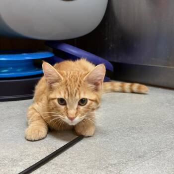 Pascal -  Domestic Medium Hair Cat for Adoption in Kent, Washington - Pascal | PetCurious