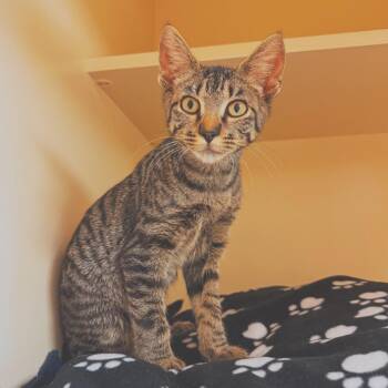 Sloan -  Domestic Short Hair Cat for Adoption in Hays, Kansas - Sloan | PetCurious