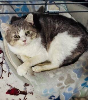 Domestic Short Hair Cats Available for Adoption - Oscar | PetCurious