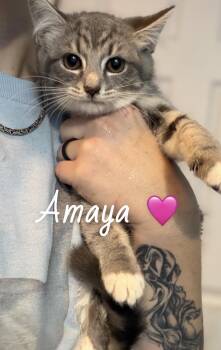 American Shorthair Cats Available for Adoption in Felton, Pennsylvania - Amaya | PetCurious
