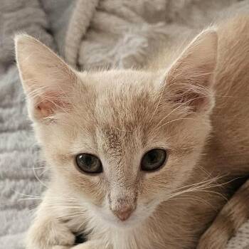 Thumbelina -  Domestic Short Hair Cat for Adoption in Chicago, Illinois - Thumbelina | PetCurious