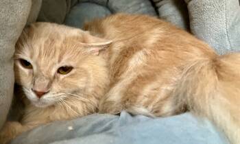 Rescue Domestic Medium Hair Cats for Adoption in Lima, Ohio - Leaf | PetCurious