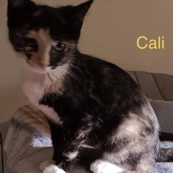 Cali -  Domestic Short Hair Cat for Adoption in Menasha, Wisconsin - Cali | PetCurious