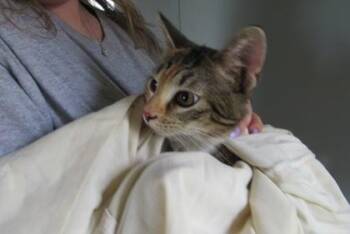 Domestic Short Hair Cats Available for Adoption in West Memphis, Arkansas - Osanna | PetCurious