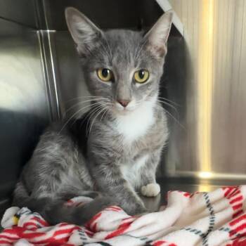 Widow -  Domestic Short Hair Cat for Adoption in Manhattan, Kansas - Widow | PetCurious