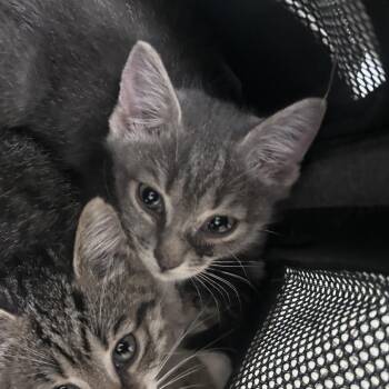 Bok Choy -  Domestic Short Hair Cat for Adoption in Philadelphia, Pennsylvania - Bok Choy | PetCurious