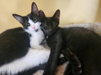 Alyssa -  Domestic Short Hair Cat for Adoption in Berkeley Heights, New Jersey - Alyssa | PetCurious