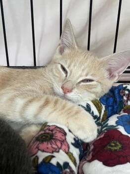 Leo -  Domestic Short Hair Cat for Adoption in Lunenburg, Massachusetts - Leo | PetCurious
