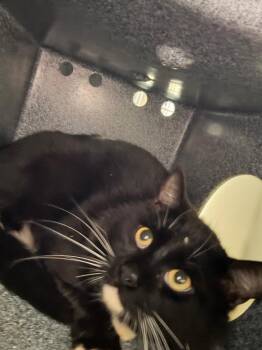 Domestic Short Hair Cats Available for Adoption in Danielsville, Georgia - Bunner Cat | PetCurious