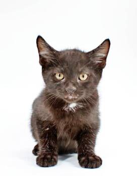 Domestic Short Hair Cats Available for Adoption in Morton Grove, Illinois - Slade | PetCurious