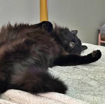 PAPA #1989 - Offered by Owner - Long Haired Senior -  Norwegian Forest Cat Cat for Adoption in Hillsboro, Oregon - PAPA #1989 - Offered By Owner - Long Haired Senior | PetCurious