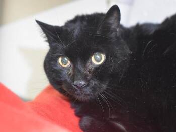 Domestic Short Hair Cats Available for Adoption - Loki | PetCurious