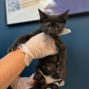 Flopsy -  Domestic Short Hair Cat for Adoption in Newark, New Jersey - Flopsy | PetCurious