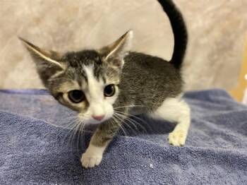 CRICKET -  Domestic Medium Hair Cat for Adoption in Modesto, California - CRICKET | PetCurious