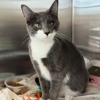 Rescue Domestic Short Hair Cats for Adoption in Biltmore Forest, North Carolina - Paddy | PetCurious