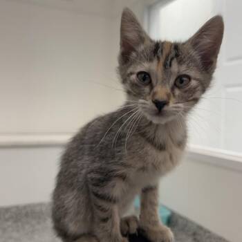 Daffodil -  Domestic Short Hair Cat for Adoption in St. Louis, Missouri - Daffodil | PetCurious