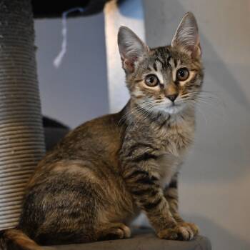 Brenda -  Domestic Short Hair Cat for Adoption in Liverpool, Texas - Brenda | PetCurious