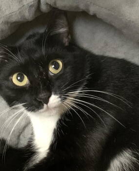 Rescue Domestic Short Hair Cats for Adoption - Mittens | PetCurious