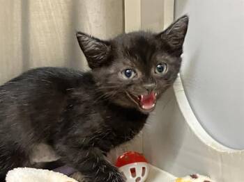 Domestic Short Hair Cats Available for Adoption in Tustin, California - COOKIE | PetCurious