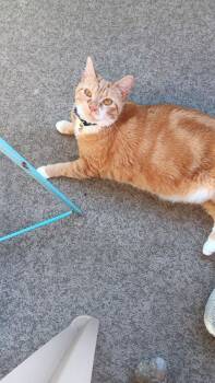 Kitty -  Domestic Short Hair Cat for Adoption in Eugene, Oregon - Kitty | PetCurious