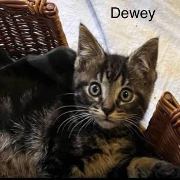 Dewey -  Tabby Cat for Adoption in Wyandotte, Michigan - Dewey | PetCurious
